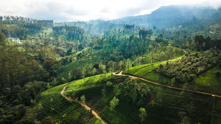 Plantations